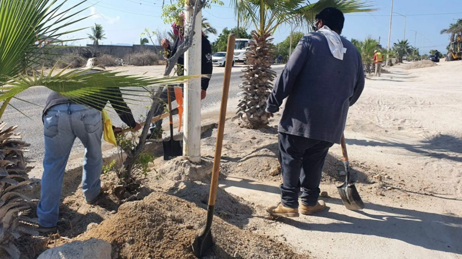 Reforestación El Sargento